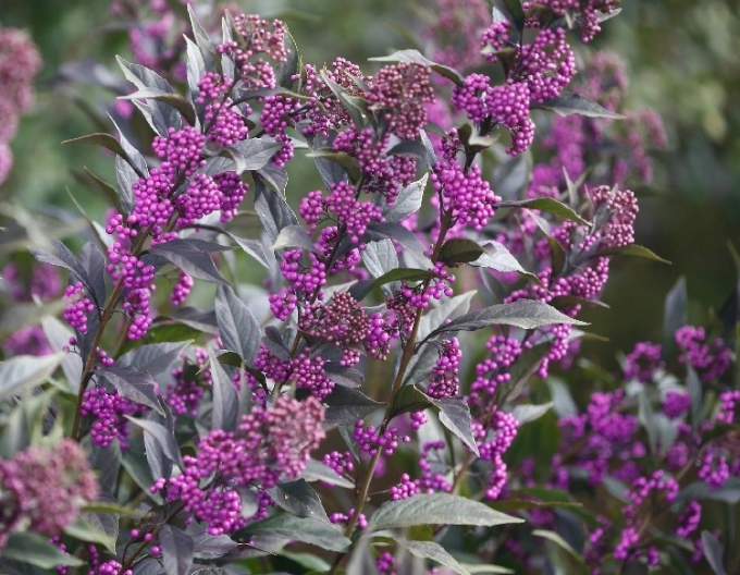 Calicarpa bodinieri´Issai´