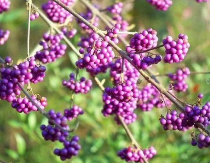 Calicarpa bodinieri´Issai´