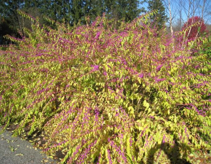 Calicarpa bodinieri´Issai´