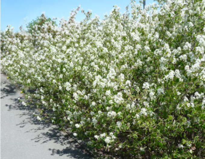 Amelanchier-lamarckov
