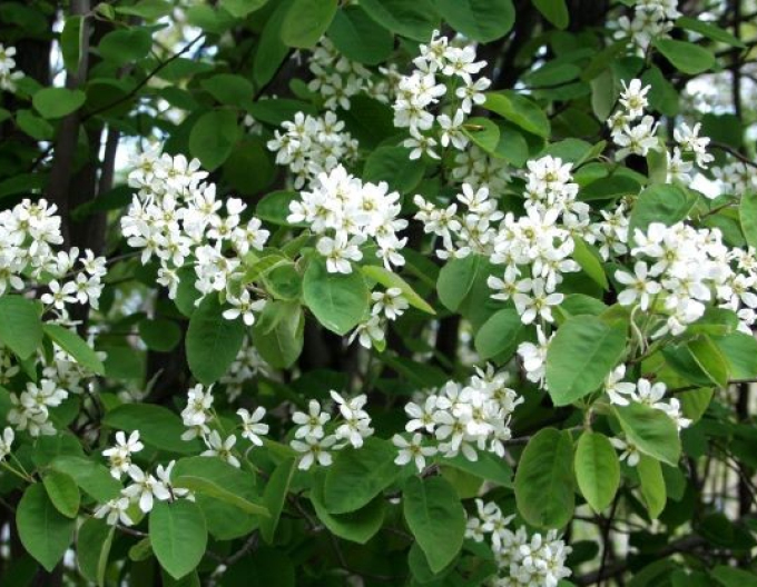 Amelanchier-lamarckov