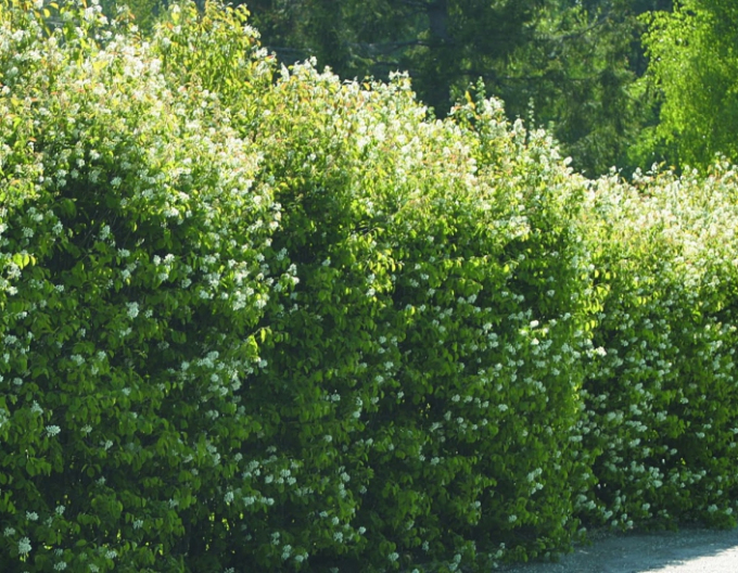 Amelanchier-lamarckov