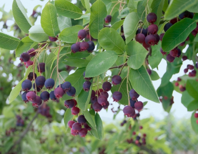 Amelanchier-lamarckov