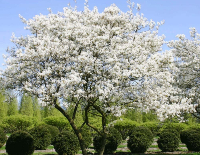Amelanchier-lamarckov
