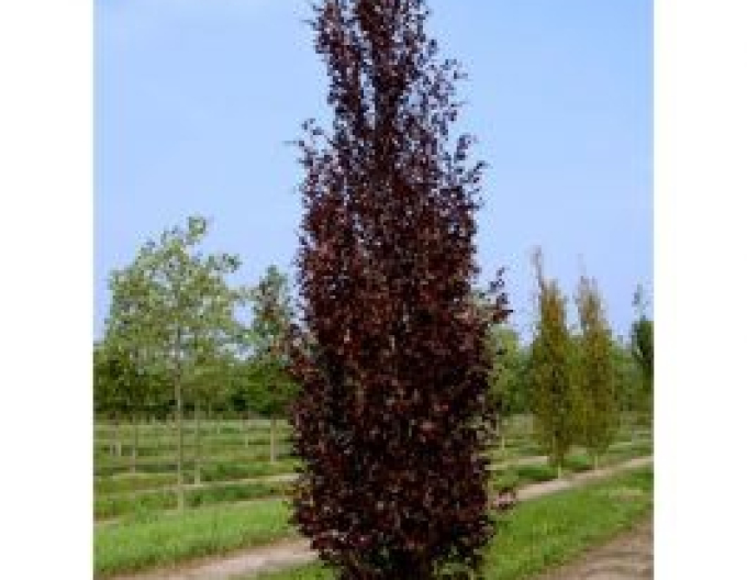 Fag de pădure-rohan-obelisk2