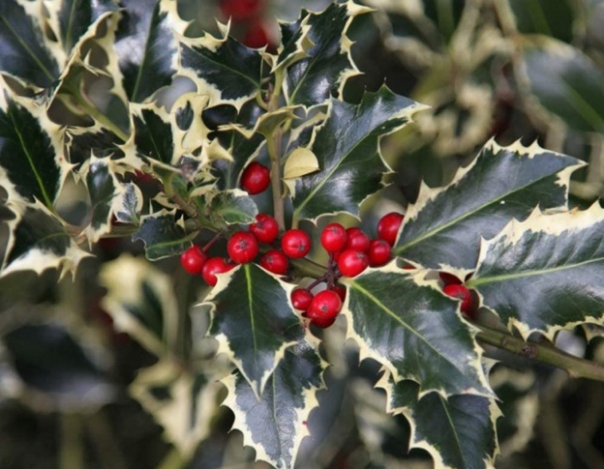 Ilex țepos ´Argentea Marginata´