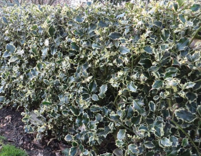 Ilex țepos ´Argentea Marginata´