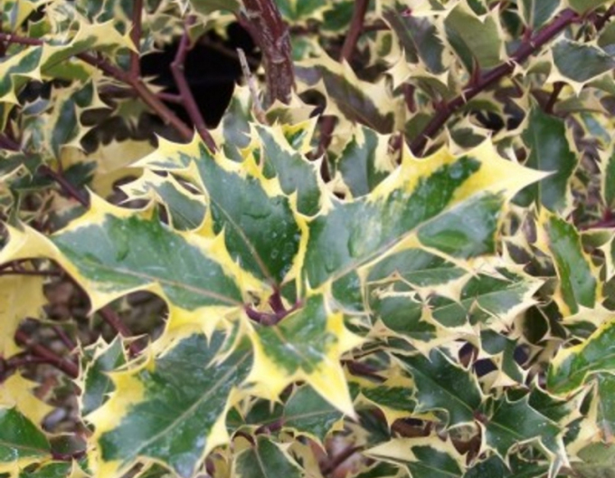 Ilex țepos "Madame Briot