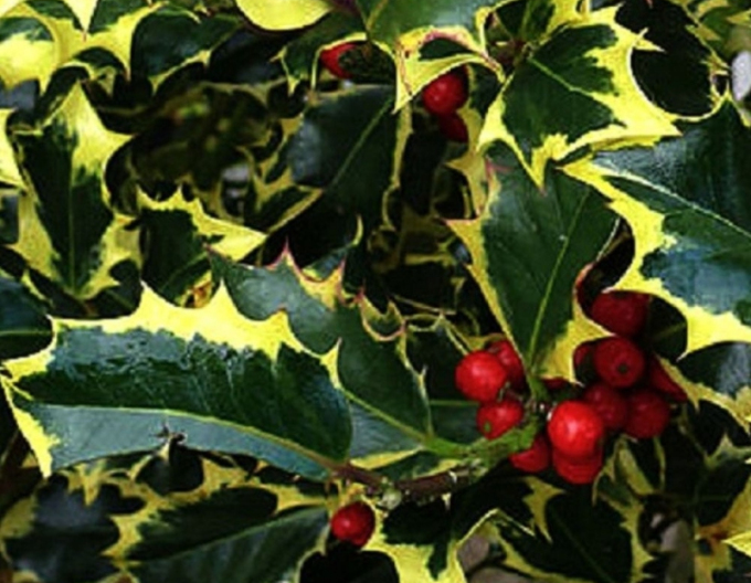 Ilex țepos "Madame Briot