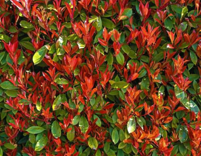 Photinia Red Robin´Carré Rouge´