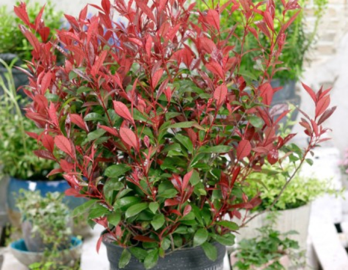 Photinia Red Robin´Carré Rouge´