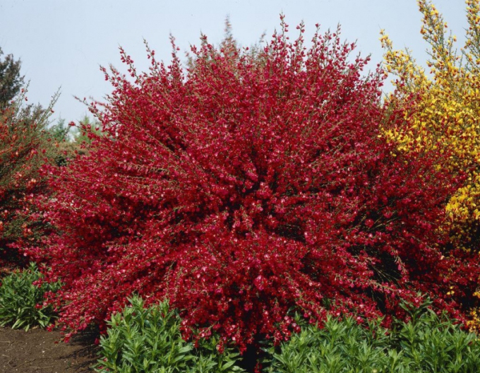 Măturică ´Boskoop Ruby´