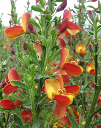 Cytisus ´Lena´