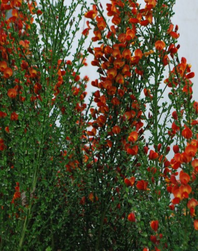 Cytisus ´Lena´
