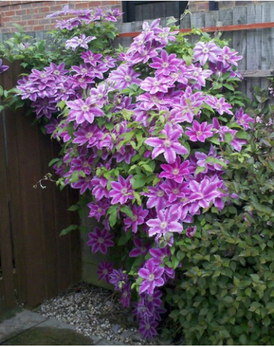 Clematis ´Akaishi´