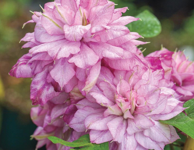 Clematis ´´Innocent Glance´´