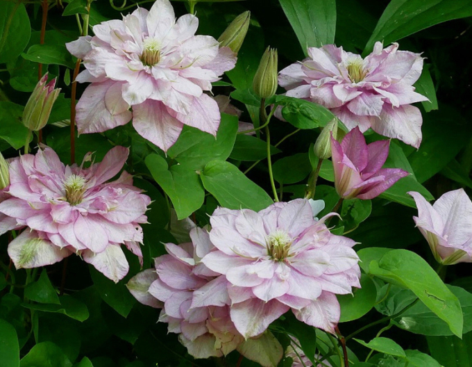 Clematis ´´Innocent Glance´´