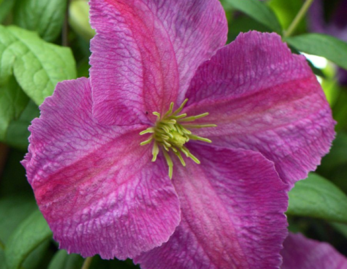 Clematis ´Mazurek´