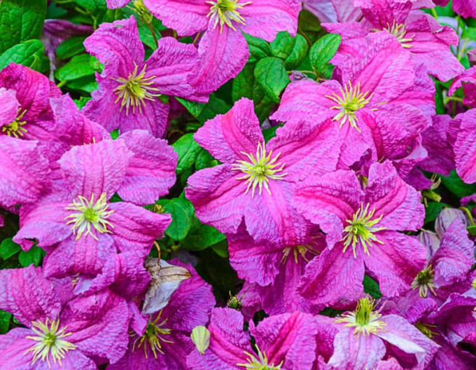 Clematis ´Mazurek´