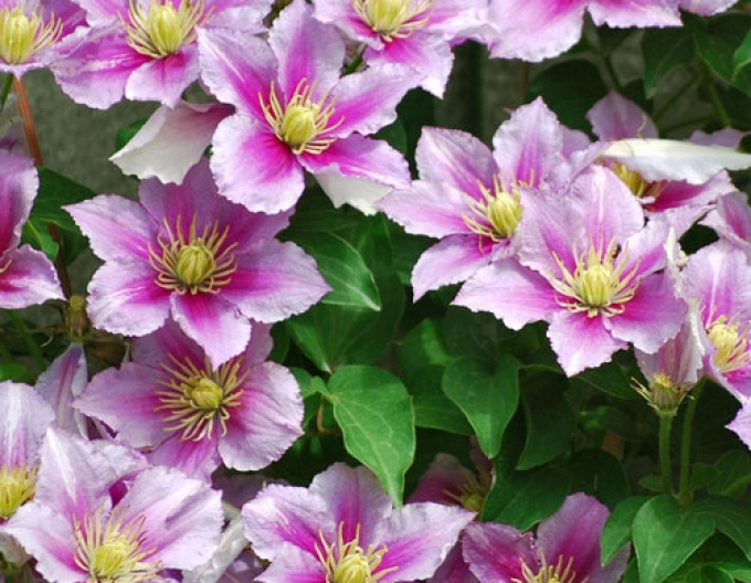 Clematis din "Pila