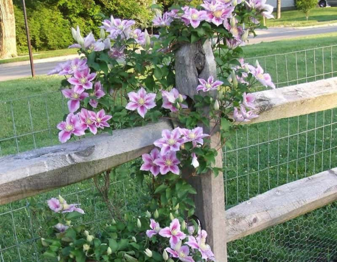 Clematis din "Pila