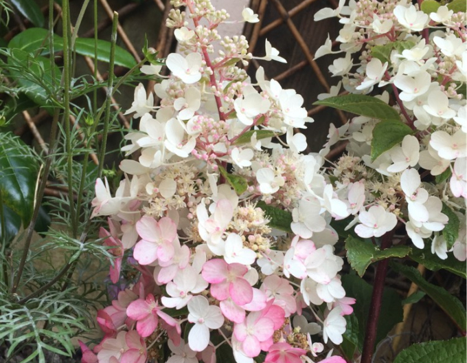 Hortensia "Lumânare