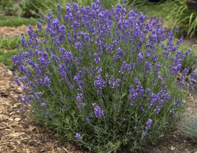 Lavanda "Hidcote Blue