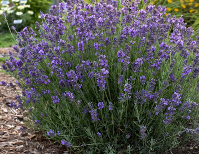 Lavanda "Hidcote Blue
