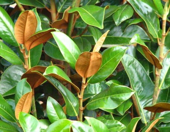 Magnolia Ferruginea