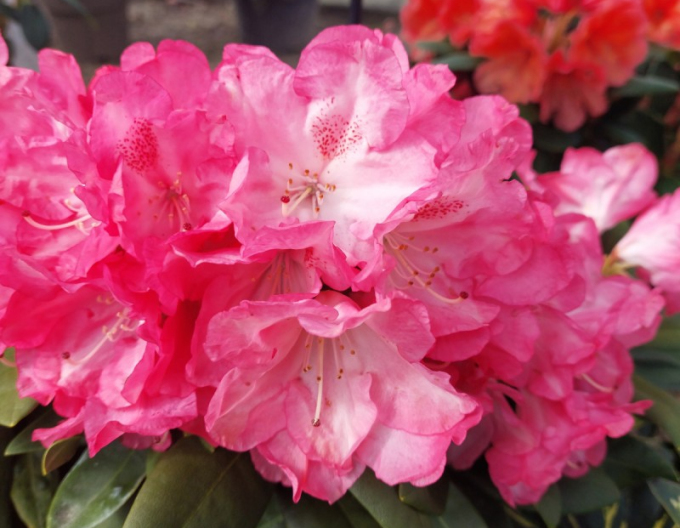 Rhododendron ´Anuschka´