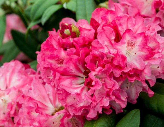 Rhododendron ´Anuschka´