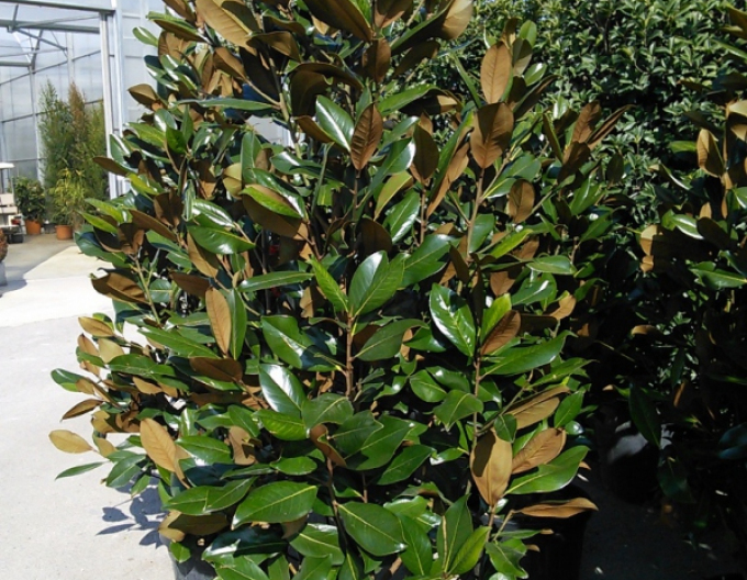 Magnolia Ferruginea