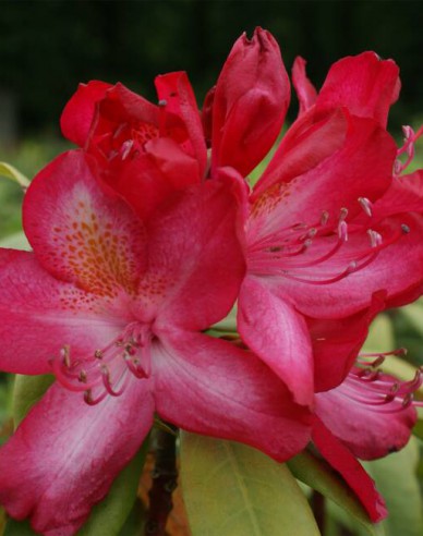 Rhododendron ´Junifeuer´