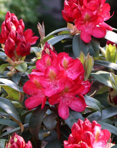 Rhododendron ´Junifeuer´