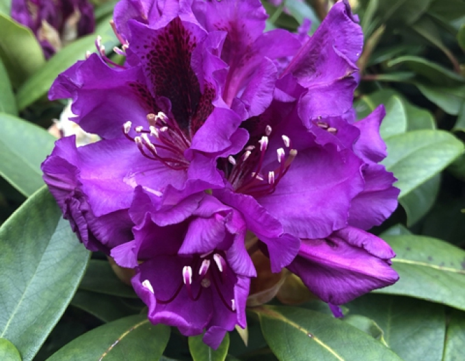 Rhododendron ´Orakel´