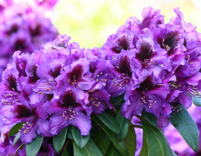 Rhododendron ´Orakel´