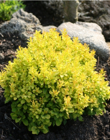 Berberis thunbergii "Tiny Gold"
