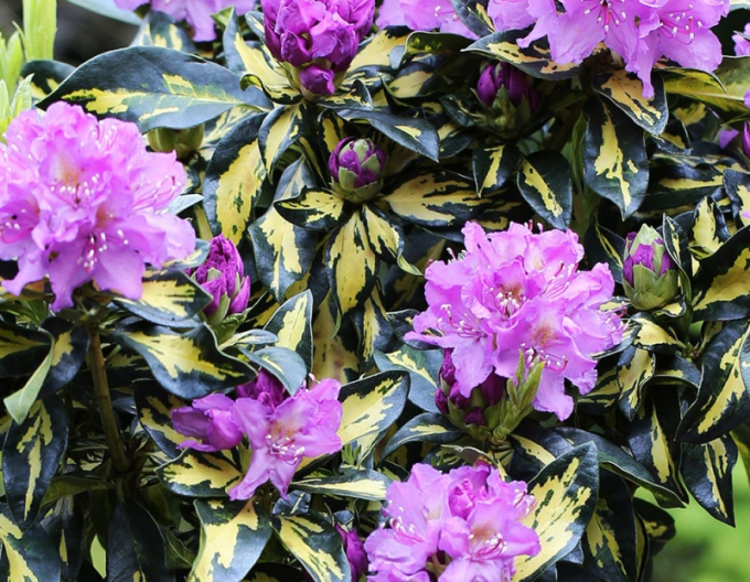 Rhododendron Blattgold