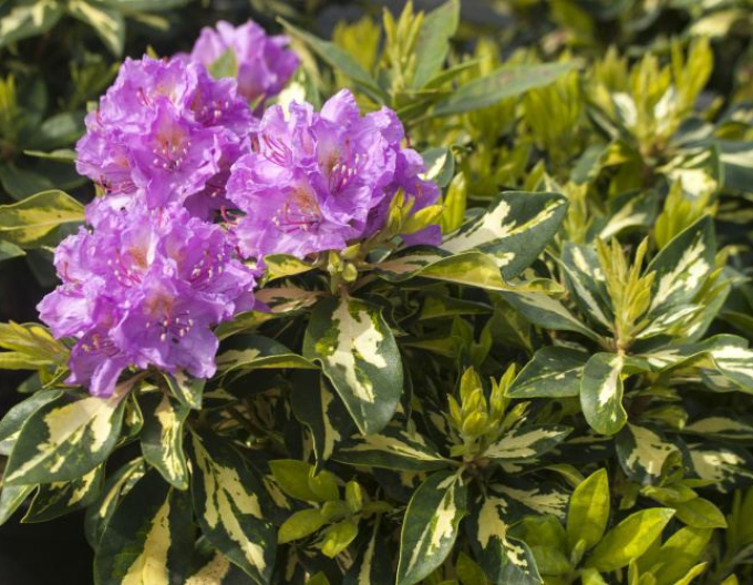 Rhododendron Blattgold