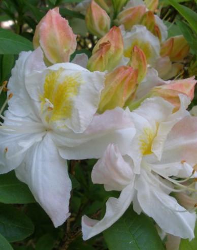 Azalea cu flori mari "Silver Slipper