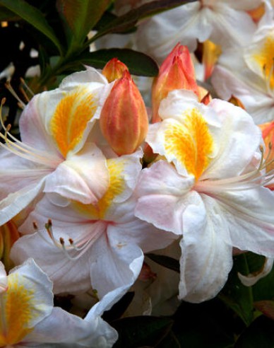 Azalea cu flori mari "Silver Slipper