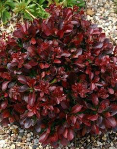 Berberis thunbergii "Bagatelle"