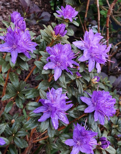Rhododendron  pitic ´Gletschernacht´