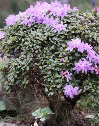 Rhododendron  pitic ´Gletschernacht´