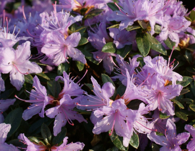 Rhododendron hibrid´Moerheim´