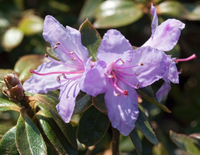Rhododendron hibrid´Moerheim´