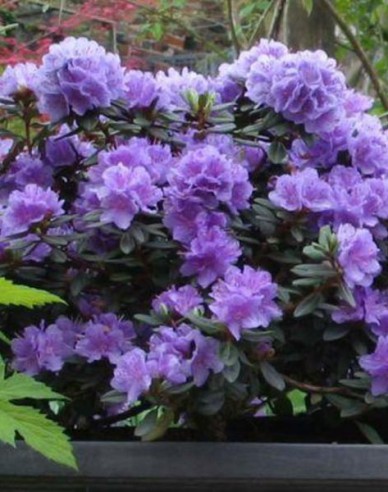 Rhododendron pitic Ramapo