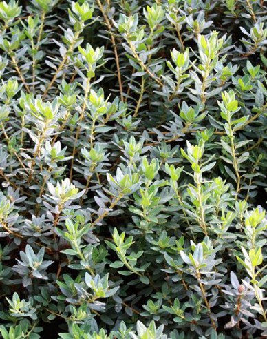 Rhododendron pitic Ramapo