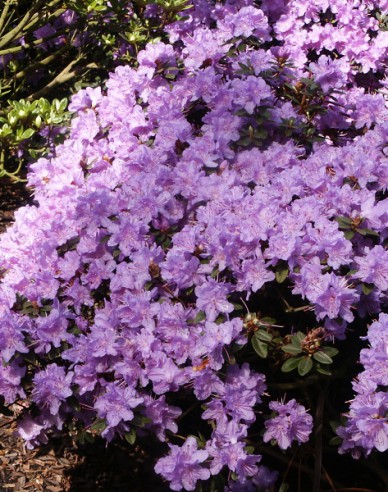 Rhododendron pitic Ramapo