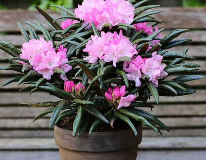 Rhododendron pitic/de ghiveci´jens  Jörgen Sörensen
